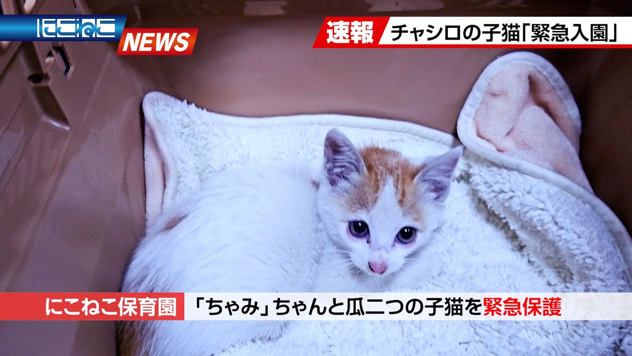 【にこねこ速報】またもやソックリさんがご入園しました...