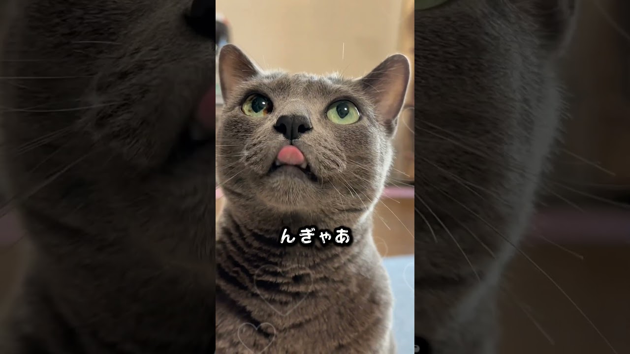 【ロシアンブルー】めろん今日の声と...🤭【猫】#shorts