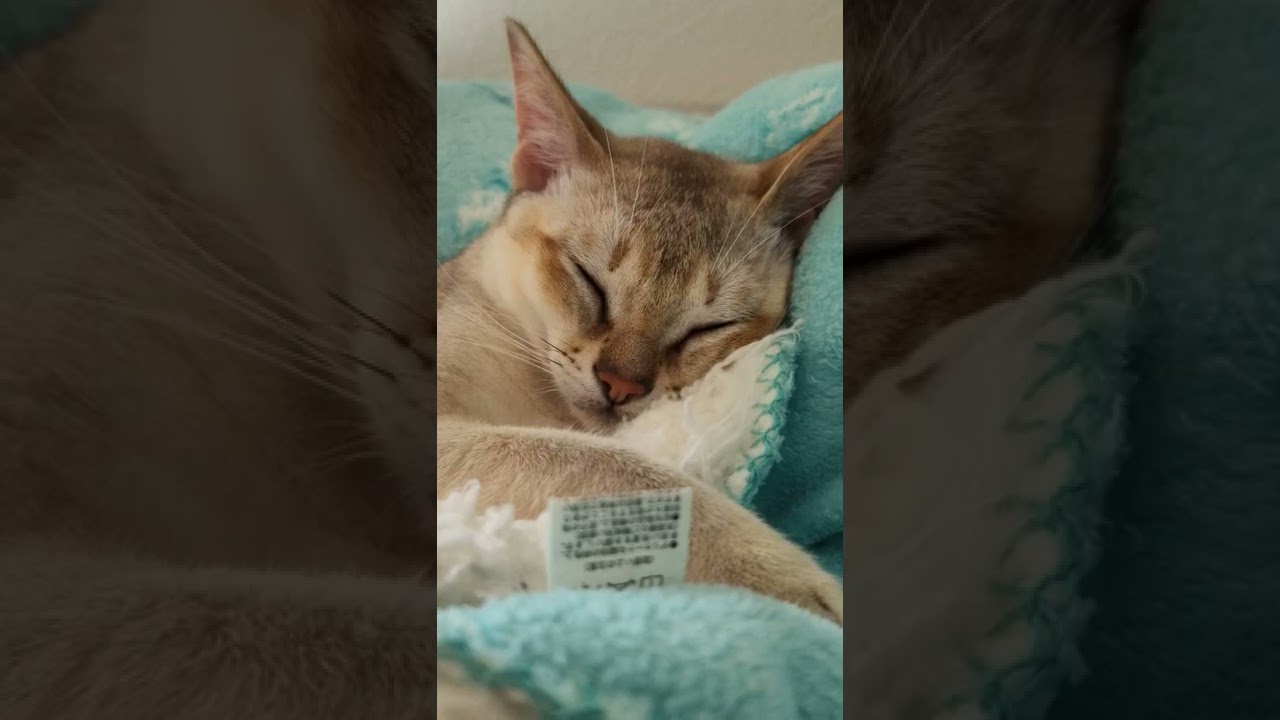 すやすや寝るシンガプーラ