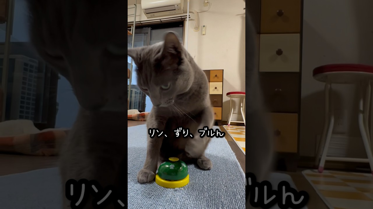 【ロシアンブルー】めろん今朝のベル押し🛎️こんな感じ🤭【猫】#shorts