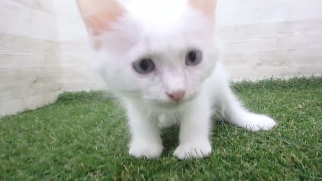 Coo&RIKU　No00680135 ラグドール