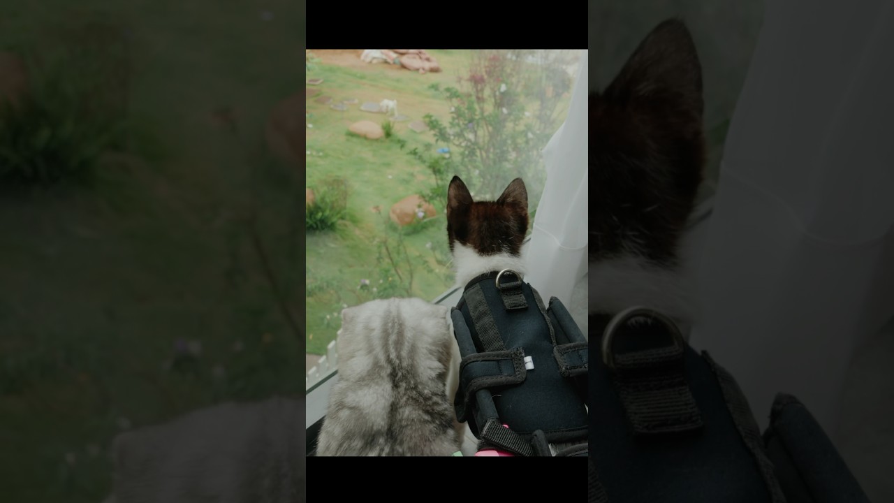 塩対応から優しく守るまで：車椅子の子猫と先住猫の2週間記録