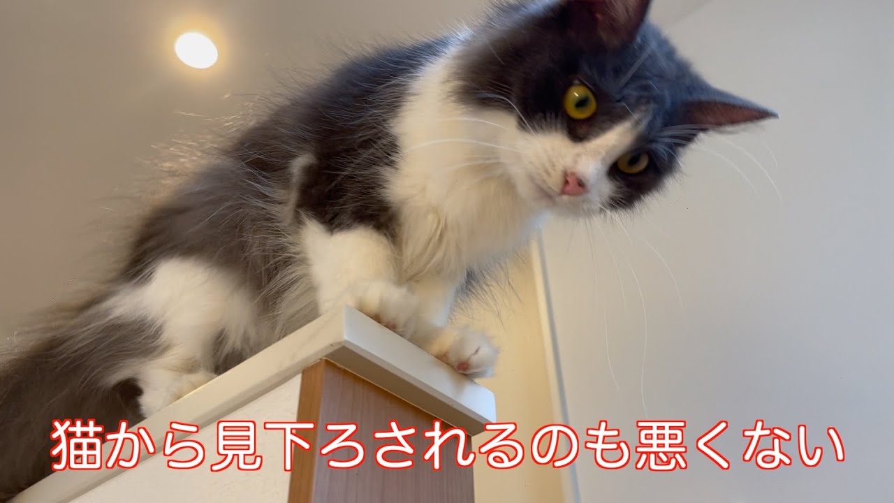 猫から見下ろされるのも悪くない