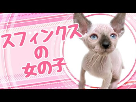 スフィンクスの子猫　（中之島）