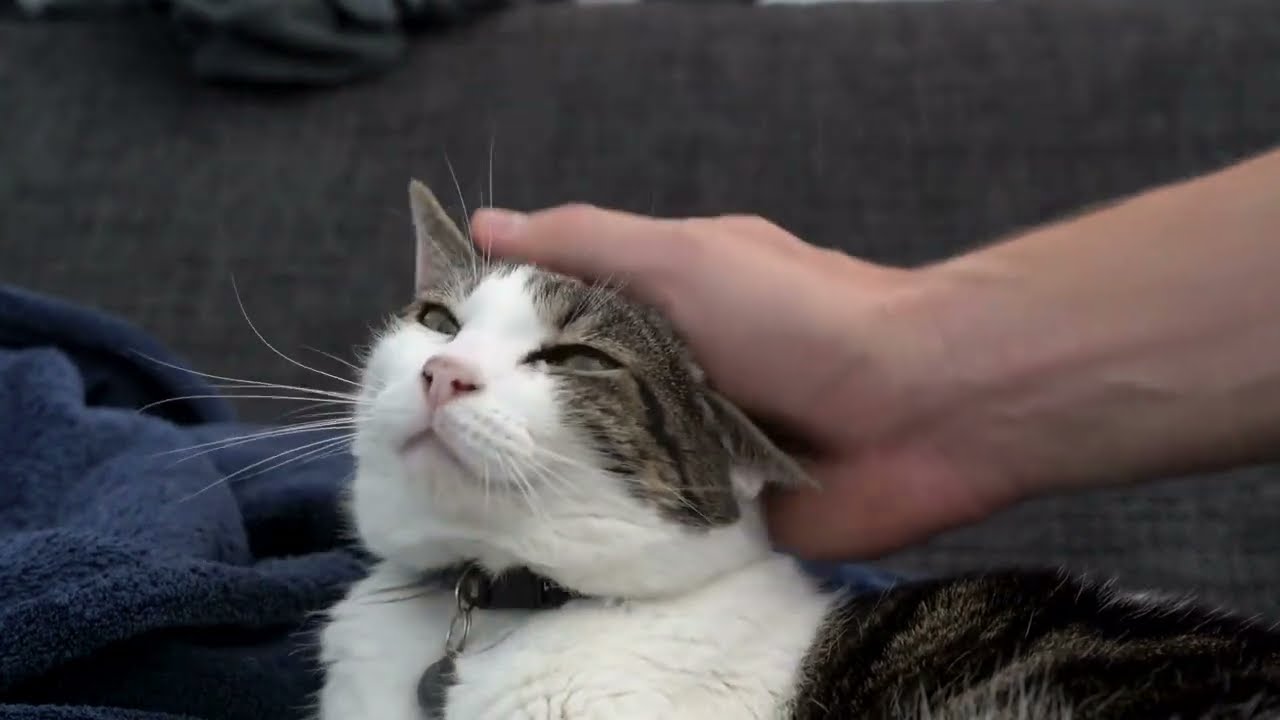 キジ白猫の特徴　　＃日本猫　＃ペット　＃動物　＃白猫　＃黒猫　#猫#ネコ#Cat#猫の飼い方#猫の健康#猫の雑学#猫の生活#猫動画#猫チャンネル