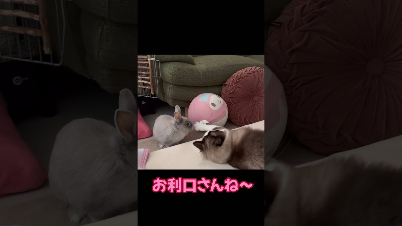 【猫ウサギ動画】大事な話がある😈#猫 #ラグドール#ウサギ #シニアうさぎ#大事な話