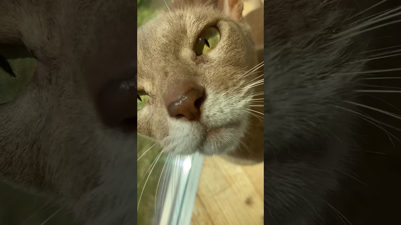 ただのドアップ〜#猫#いぶりん#アビシニアン#フォーン#cat#abyssinian#fawn#beautiful