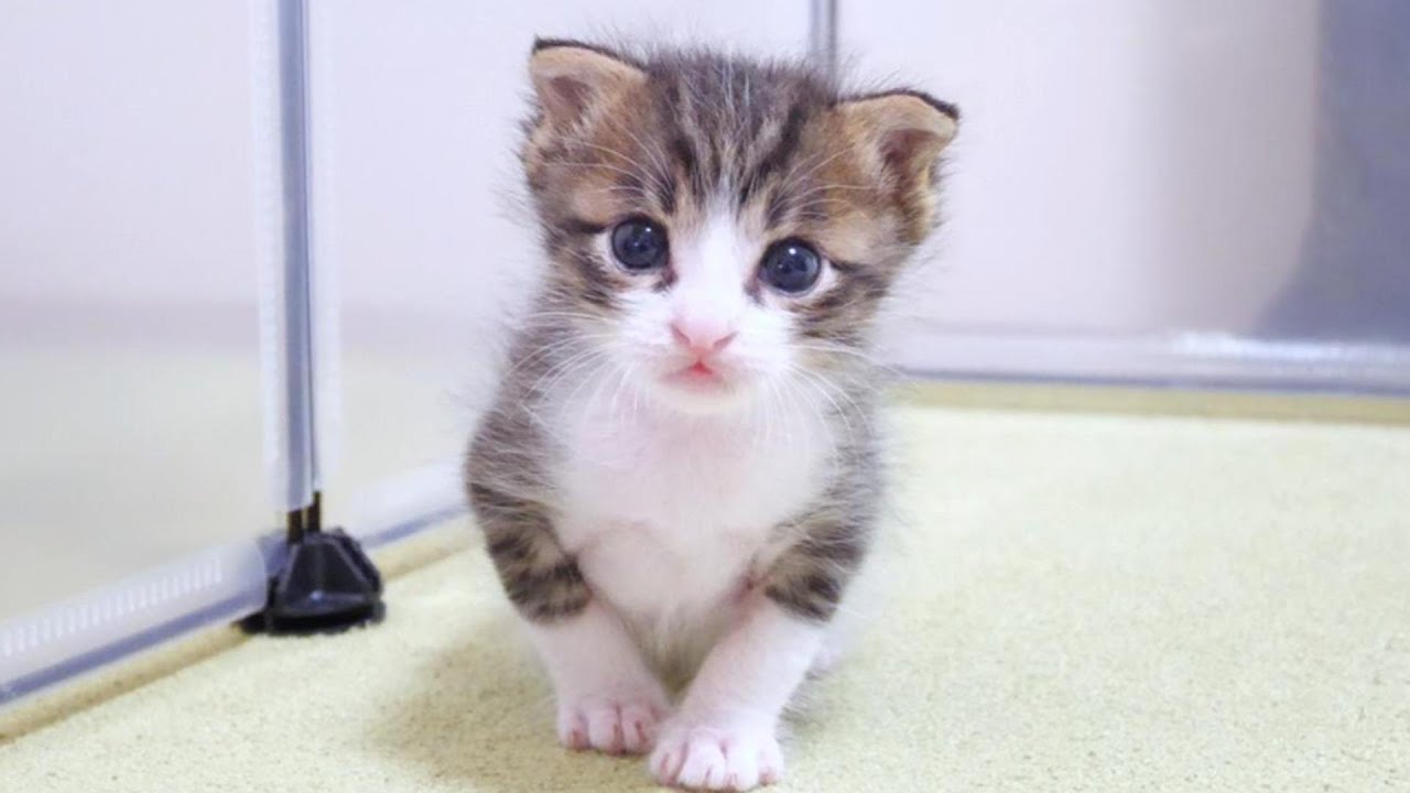 子猫がミルクに向かってトコトコ走ってくるのがかわい過ぎました【赤ちゃん猫　保護猫】