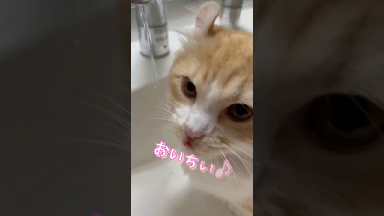 【キンカロー】蛇口から出る水が好きなんです【マンチカール】