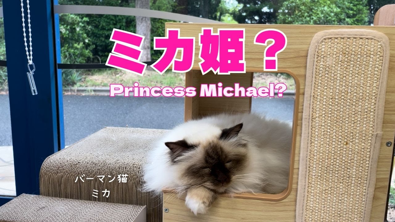 バーマン猫ミカ【ミカ姫？】Princess Michael?（バーマン猫）Birman/Cat
