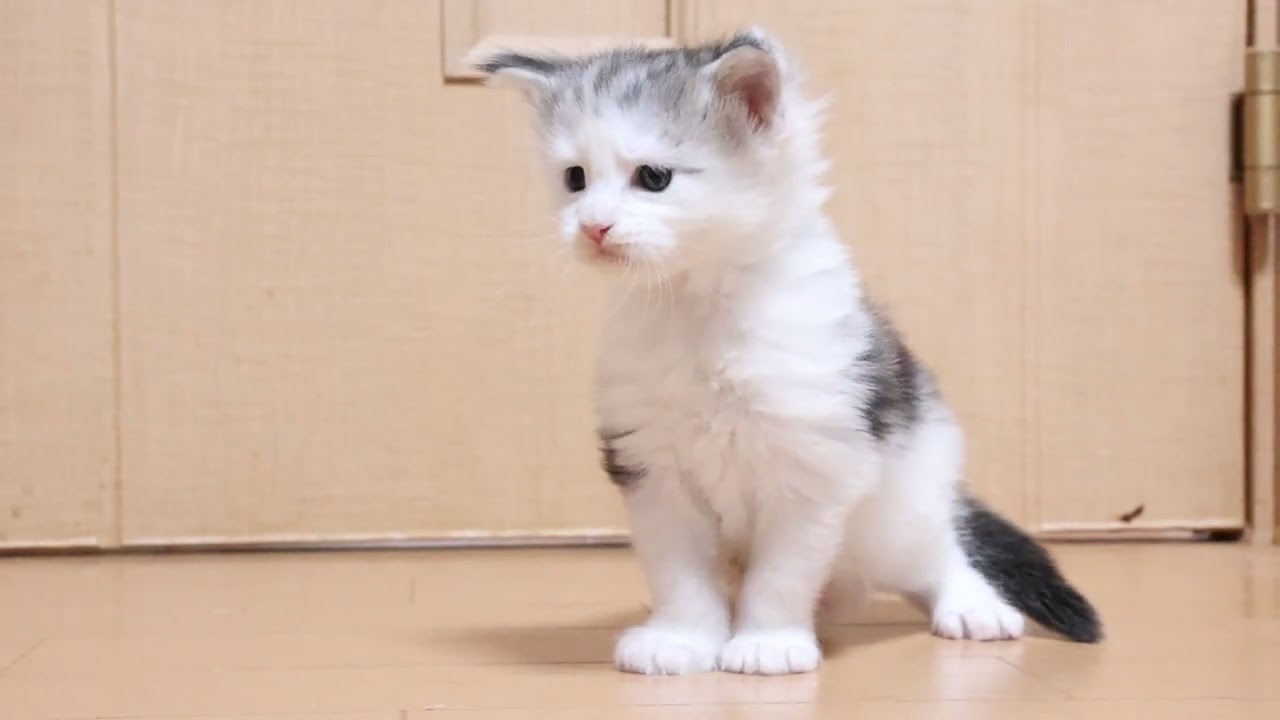 メインクーン子猫のルナ君生後1ヶ月