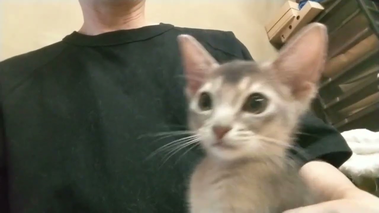 アビシニアン 上品なアビの男の子♪マイクロチップの施術と3種混合ワクチン1回目が終わりましたのでいつでもお渡しが可能ですご面会のお知らせ御待ちしています😊