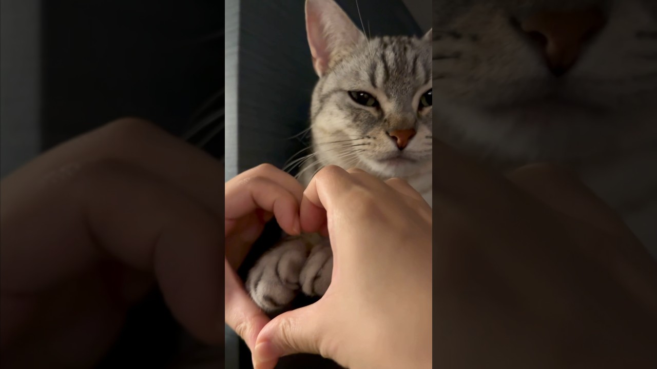 【猫動画】冷蔵庫で寝てる猫が可愛すぎて発狂する飼主www #shorts