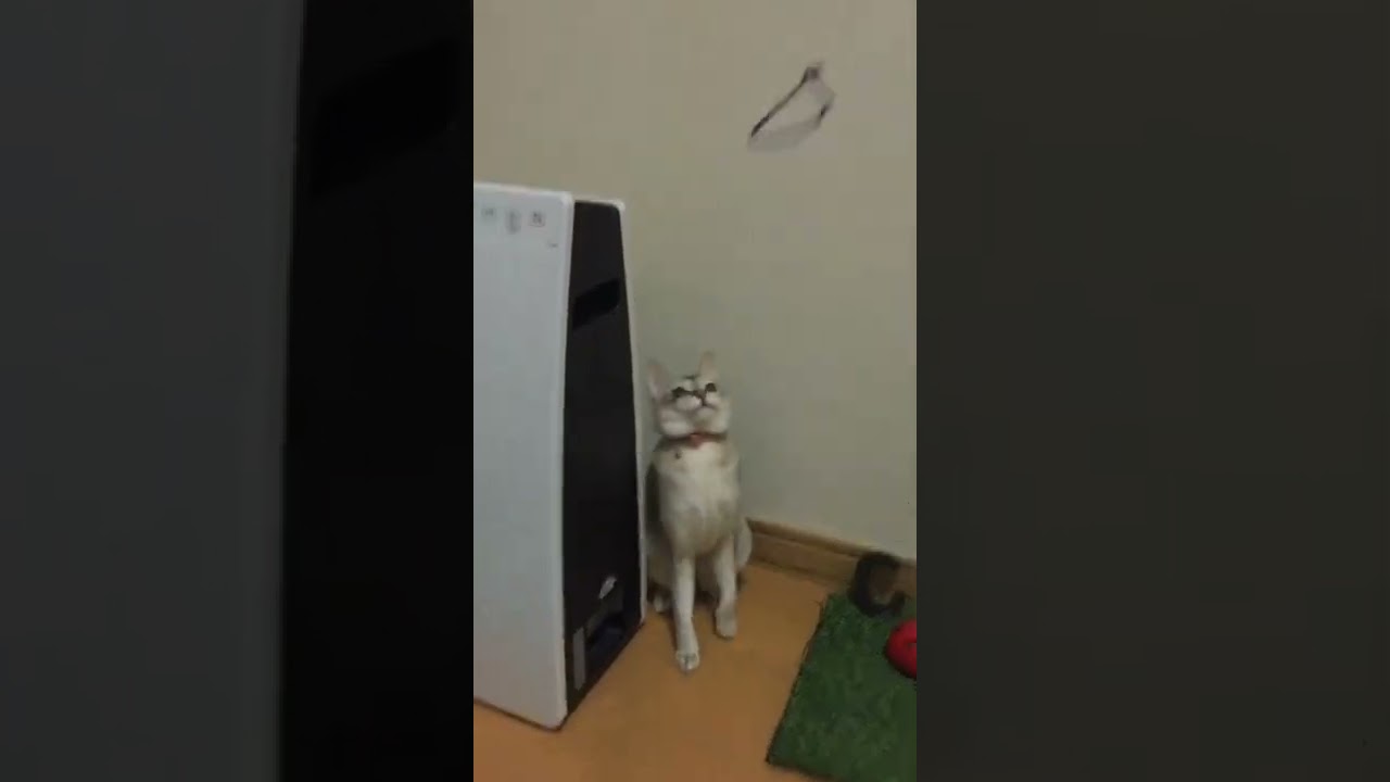 髪ゴムキャッッチのシンガプーラ猫　#shorts