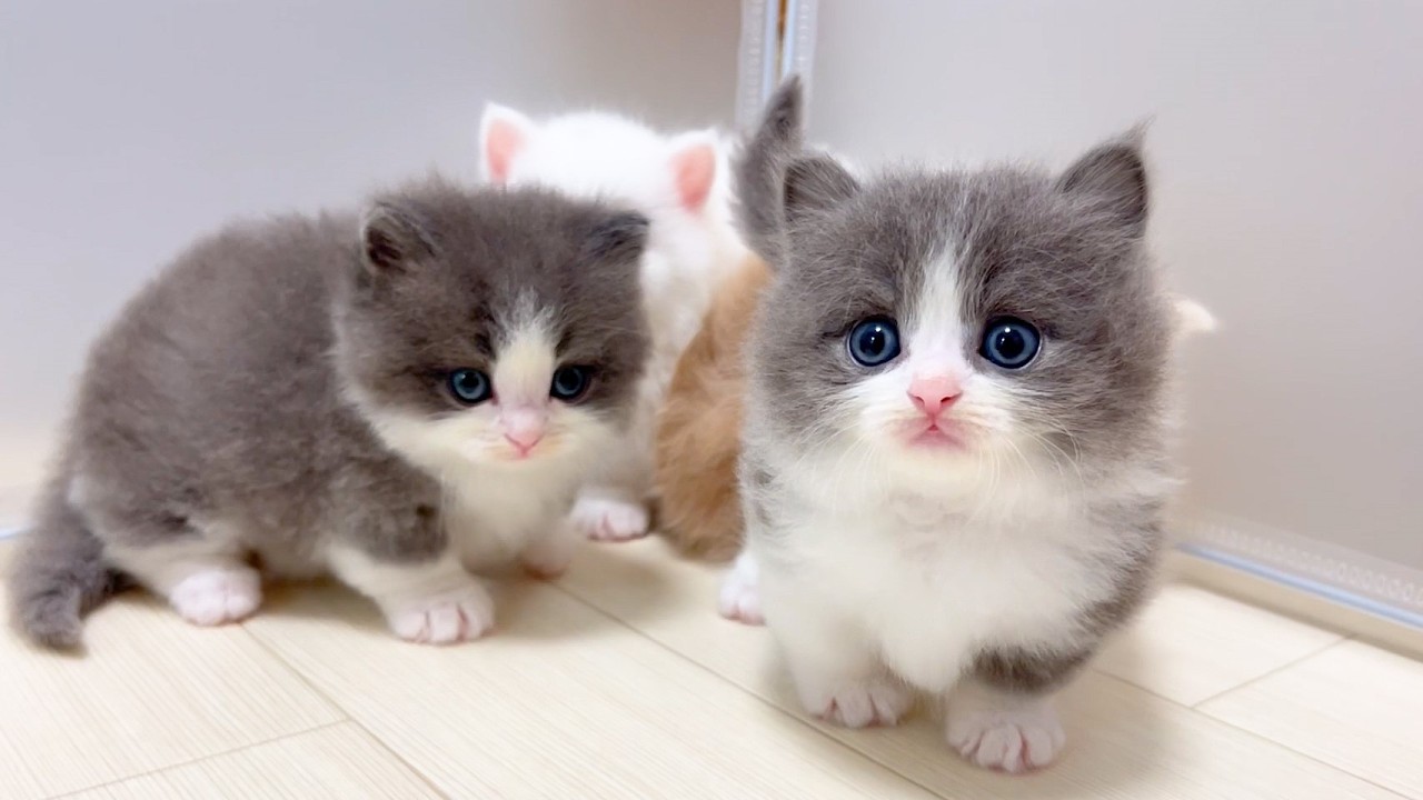 【マンチカンの子猫】子猫達が隅っこに固まるので邪魔をする件 ～猫のいる生活Vol.980～出産動画 マンチカン短足・ミヌエット・ペルシャ猫専門ブリーダー『ペット蔵人』【子猫の成長記録】