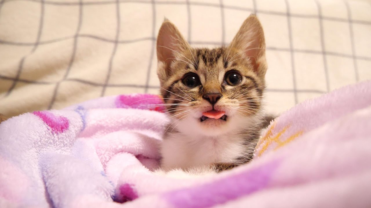 お腹いっぱいで、舌をしまい忘れる子猫ちゃん【赤ちゃん猫　保護猫】