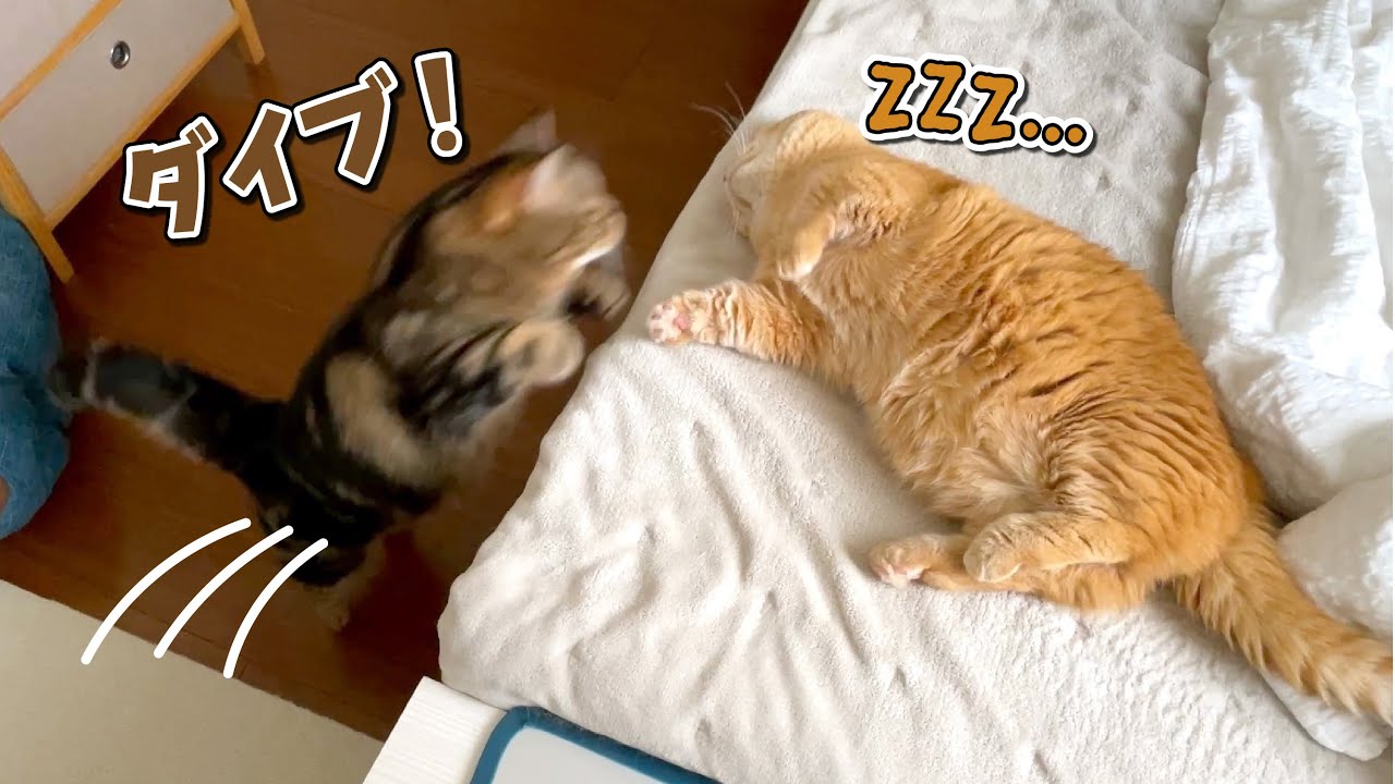 寝ている兄猫を見るとついダイブしたくなっちゃう弟猫が可愛すぎる！