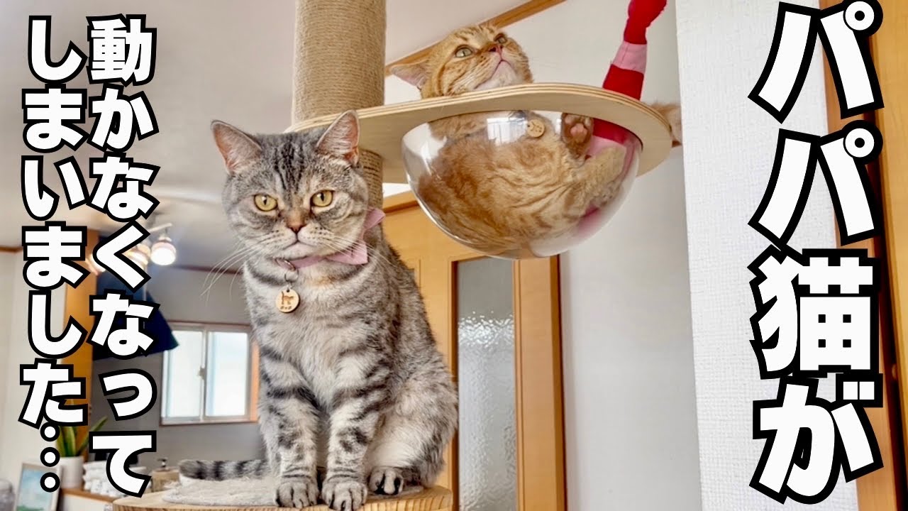 パパ猫が動かなくなってしまいました... #猫 #マンチカン