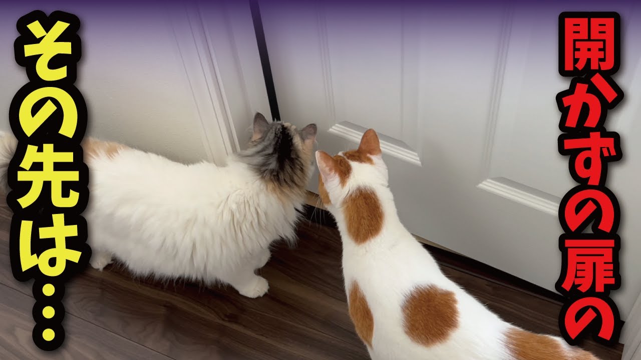 秘密の部屋が気になりすぎて猫たちがこうなってました【関西弁でしゃべる猫】【猫アテレコ】