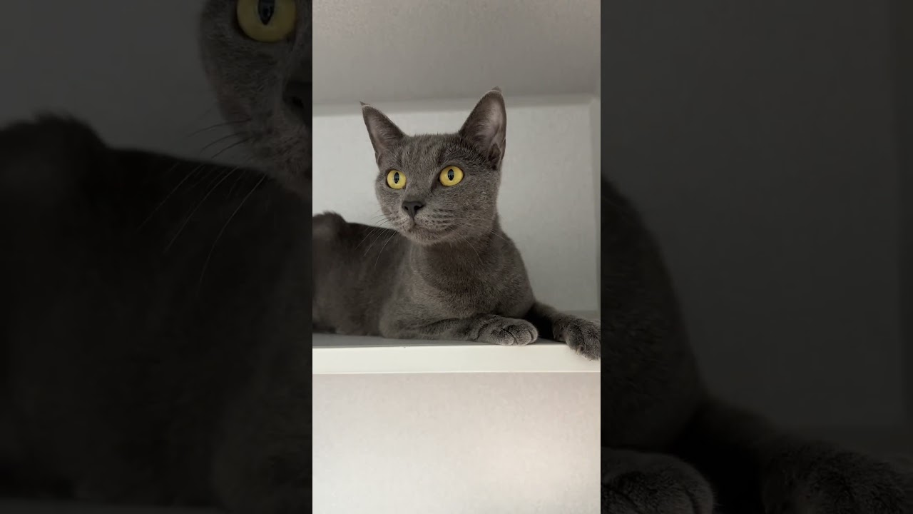 Mama Brie can’t wait to begin a life journey with you! ✨ #cat #cuteanimals