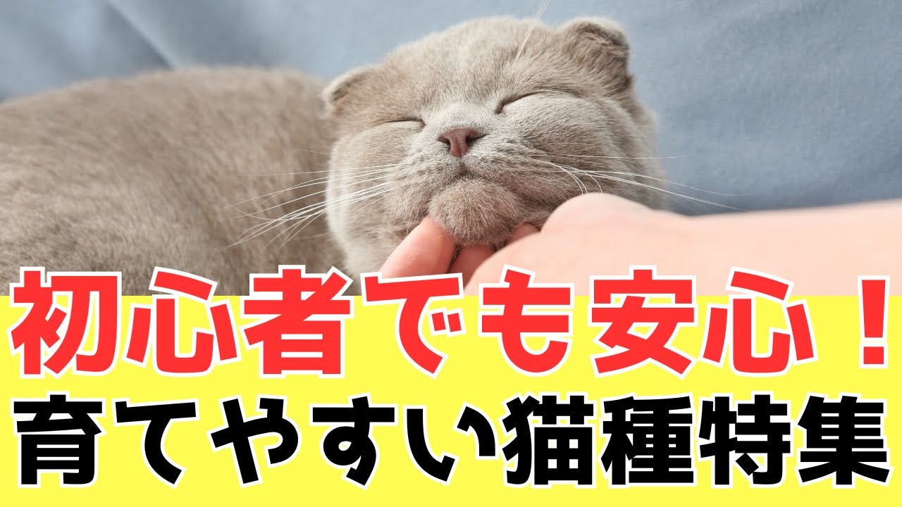 【2024年最新版】初心者でも飼いやすい猫種5選徹底解説‼