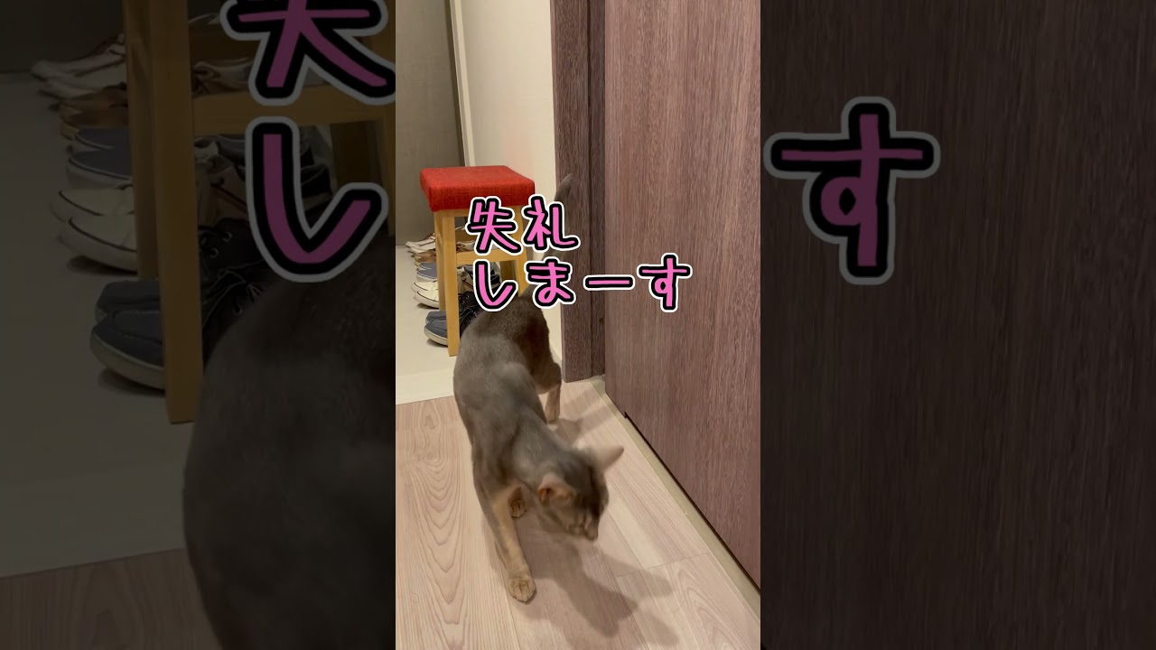 アビシニアンとは その4 #shorts #猫 #アビシニアン