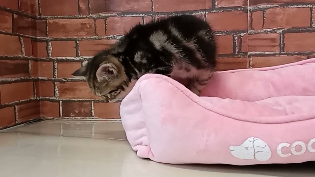 680067 アメリカンショートヘアー