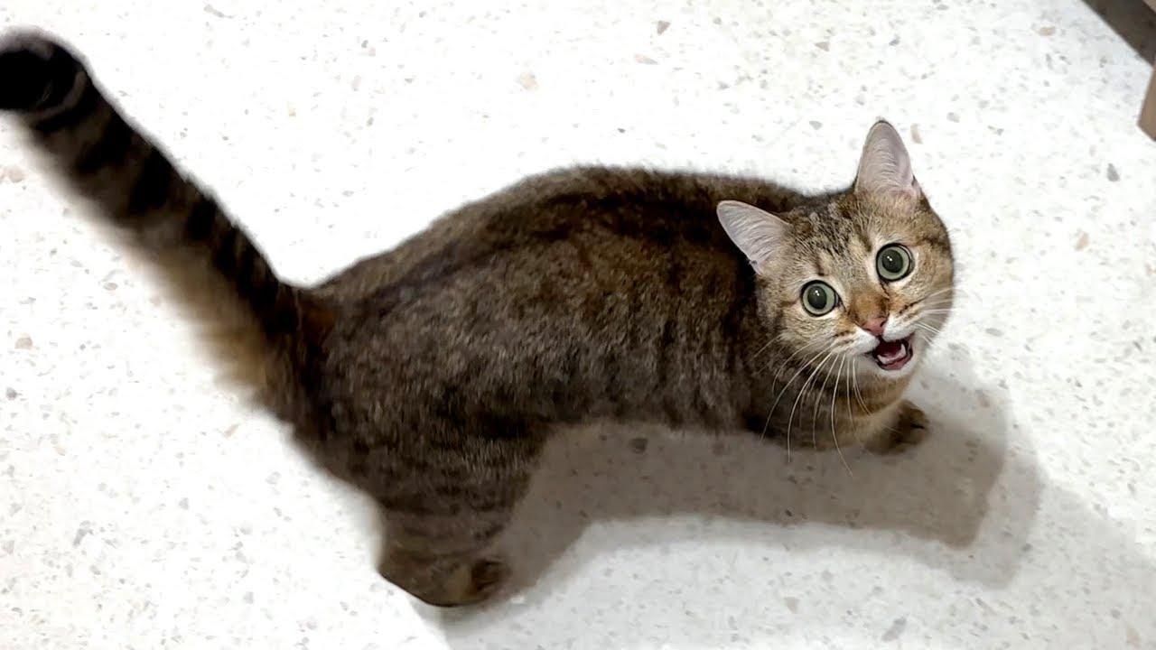 甘え上手なしまちゃんの１日に密着してみたら…！