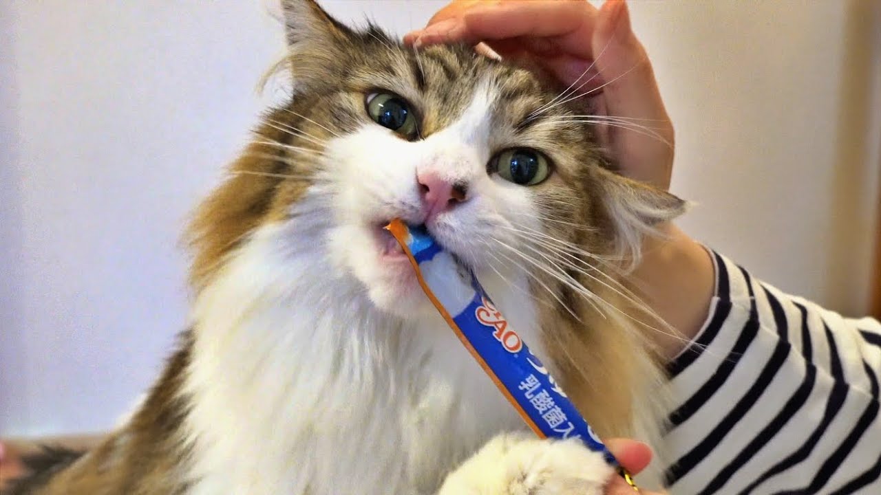 ノルウェージャンフォレストキャットのとある1日をお見せします。