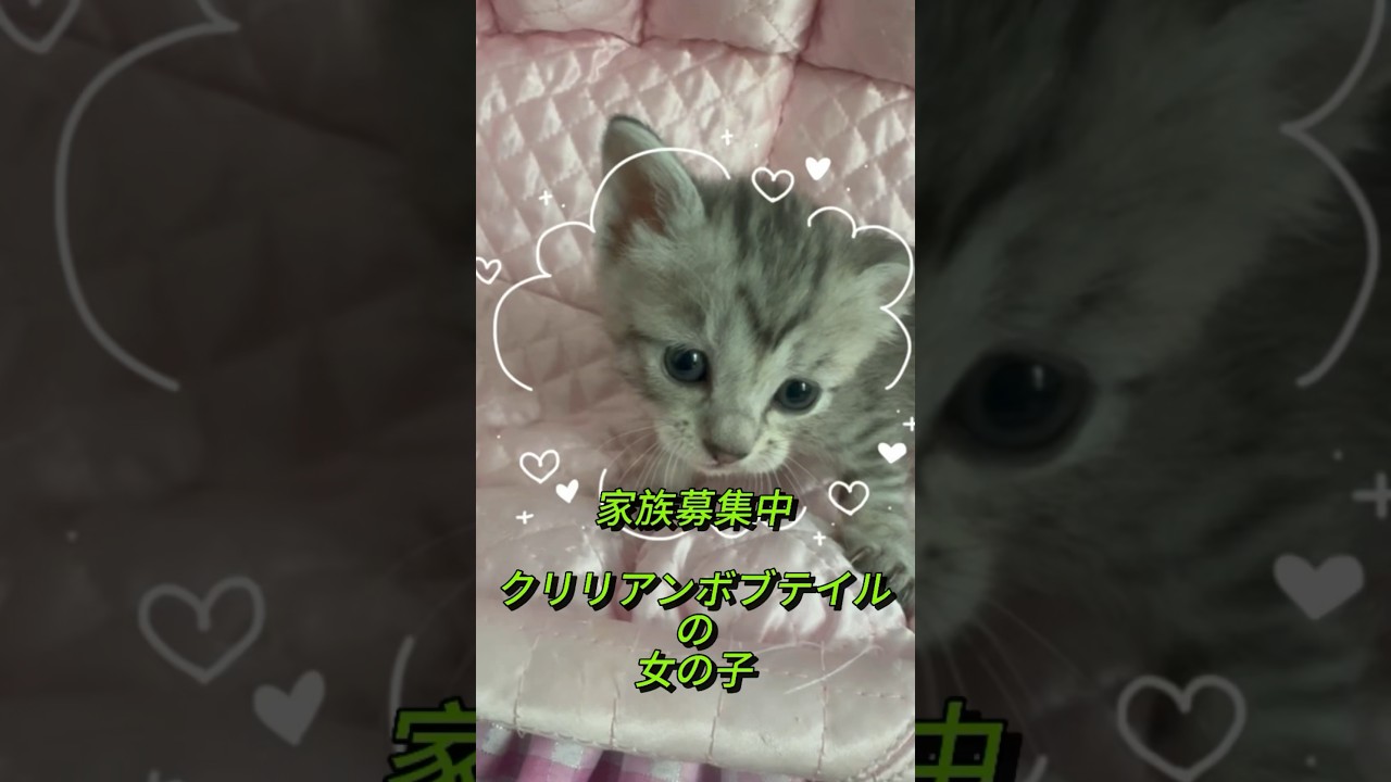 【家族募集中】クリリアンボブテイル の女の子🐈‍⬛🥰❤️従順なネコ種 #cat #かわいい子猫を毎日紹介しています #cuteanimal #cute #珍しいネコ@kichifrost