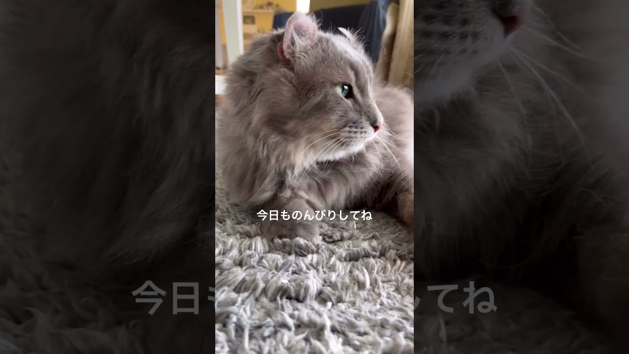 猫動画 #shorts NYAN #アメリカンカール