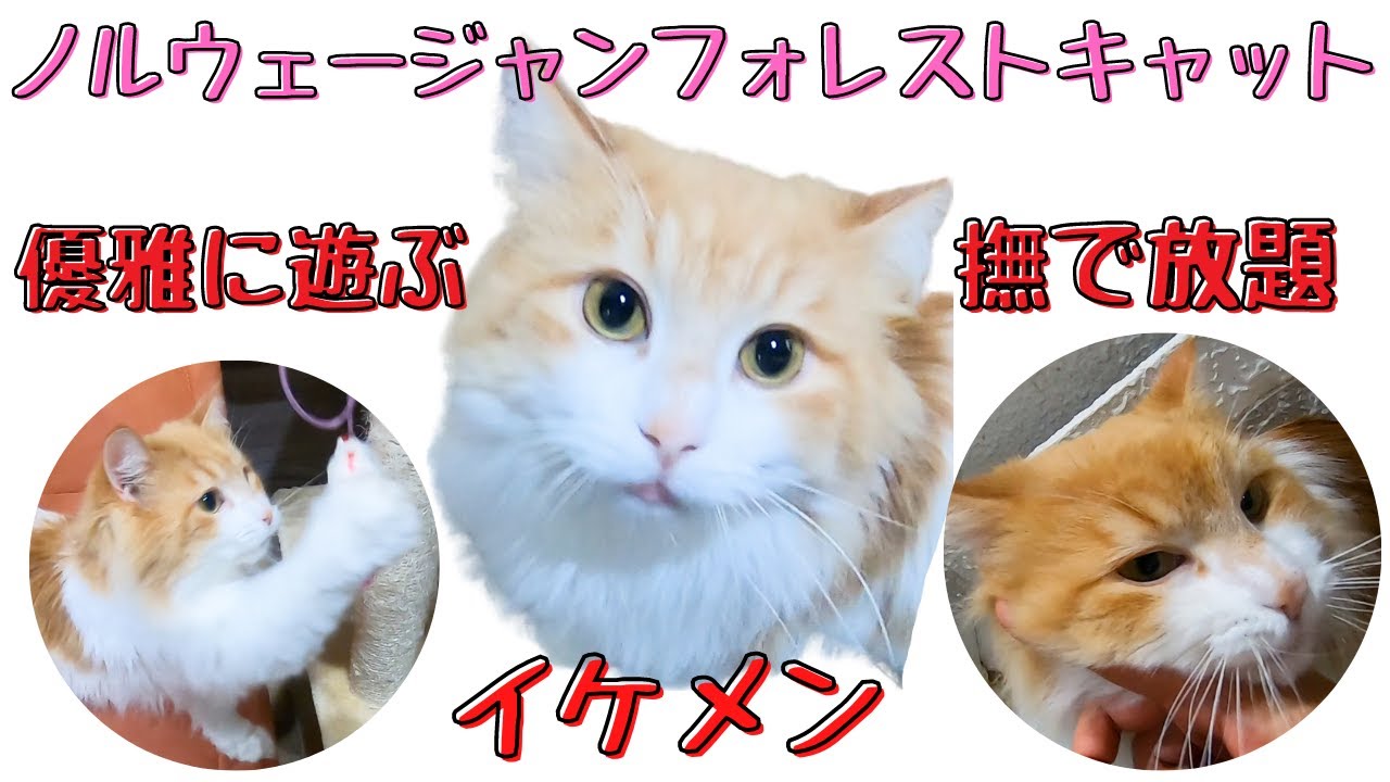 ノルウェージャンフォレストキャット　イケメン茶白猫の優雅な姿にキュン（保護猫カフェ猫の木）十三駅　Handsome Norwegian Forest Cat