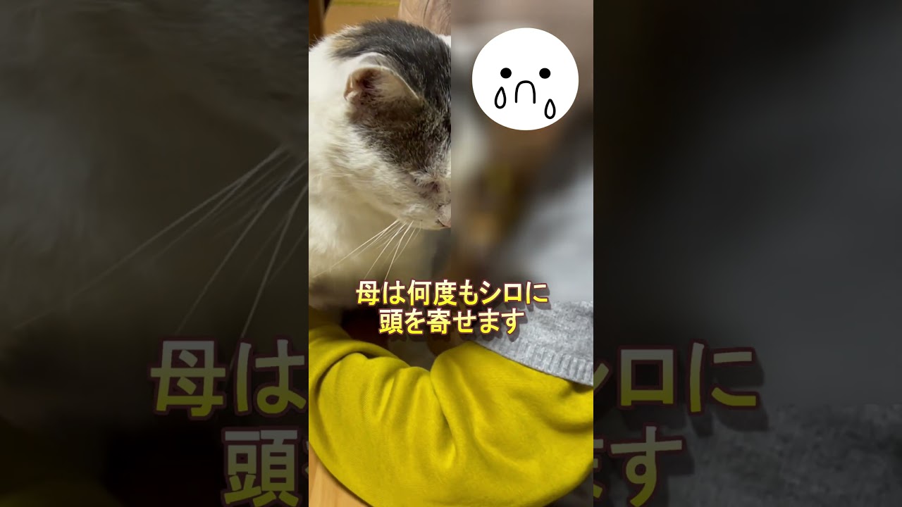 【シロの気遣い】母と愛猫の感動的な瞬間：シロの優しさに涙し抱擁する母【オリジナル曲】#shorts#cat#猫  #シロちゃん