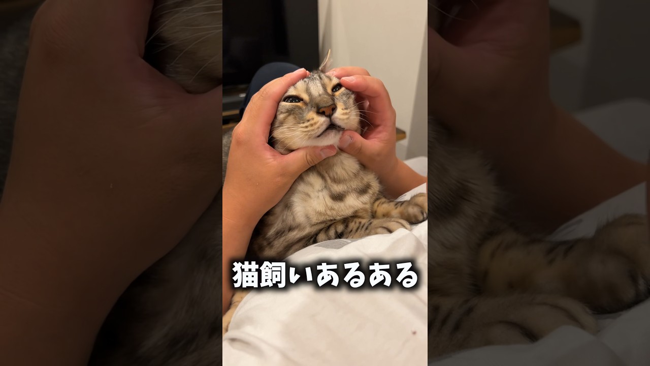 猫飼っている人絶対やったことあるやつ #ルトロゼ #ベンガル #猫