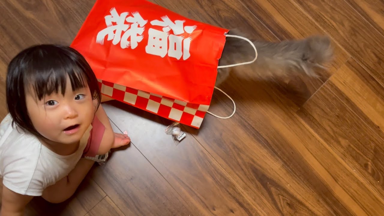 福袋の中身を一緒に確かめる猫　ノルウェージャンフォレストキャット　A cat that opens a lucky bag together
