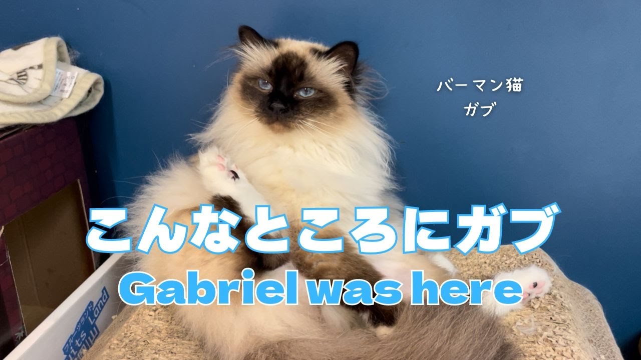 バーマン猫ガブ【こんなところにガブ】Gabriel was here（バーマン猫）Birman/Cat