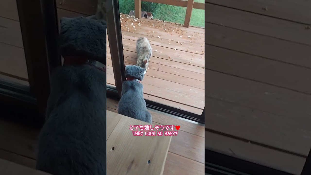 再会 welcome back #cat #cats #スコティッシュフォールド #猫のいる生活 #ねこ #猫 #ネコ #shorts #short