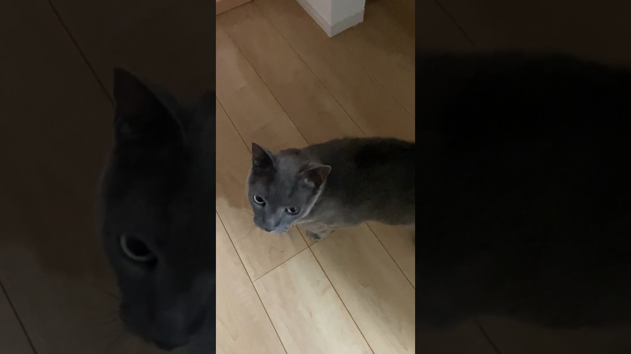 物足りない様子_20240622 #shorts #cat #猫 #ロシアンブルー