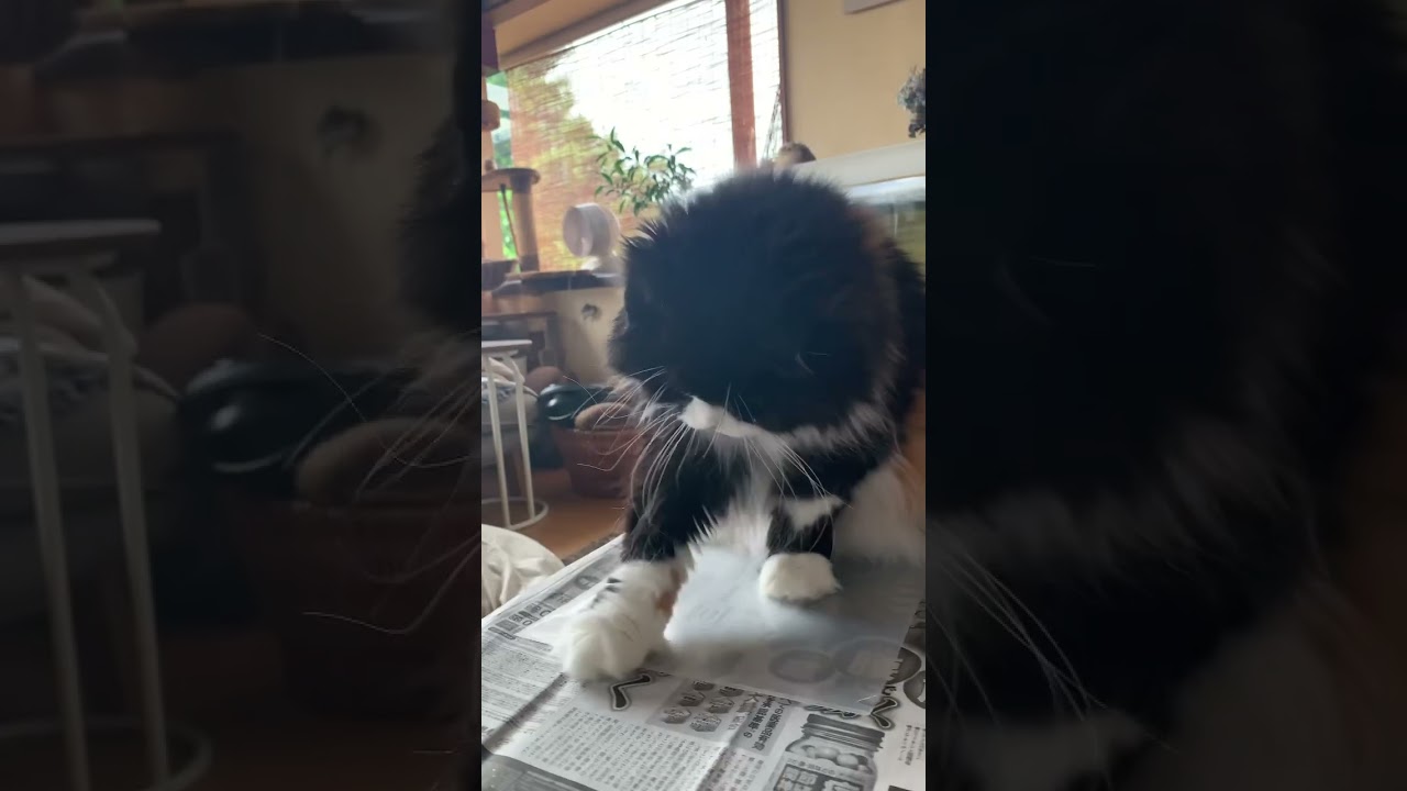 なんだなんだ？？？ かわいいスコティッシュフォールド エンドレス 可愛い猫動画