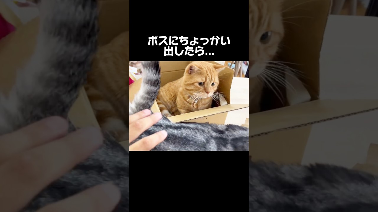 ボスにちょっかい出したら... #猫 #マンチカン #shorts