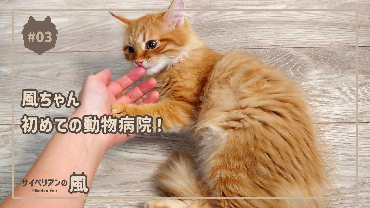 【#3】風ちゃん初めての動物病院【サイベリアンの男の子】