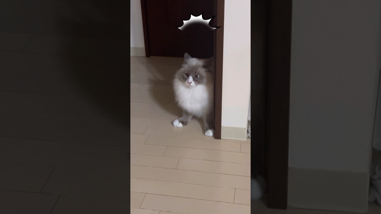 だから何！？ #shorts #サイベリアン #cat
