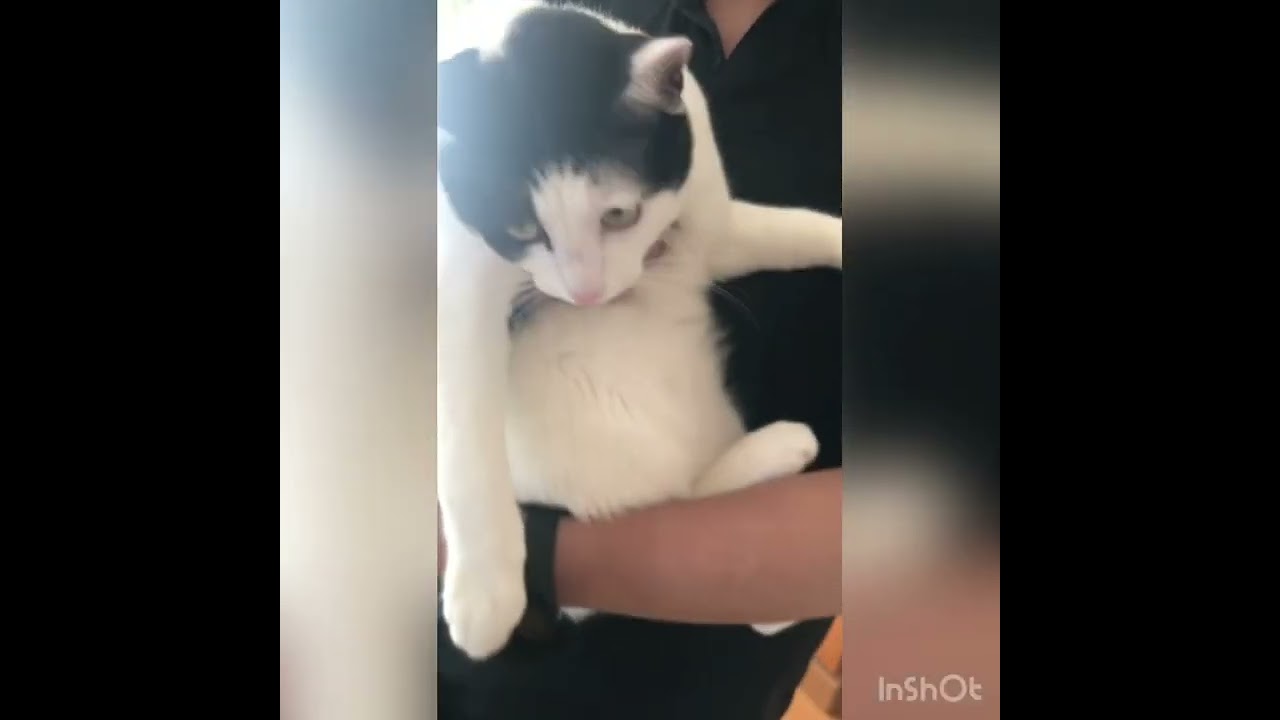 「暑いにゃ💦」