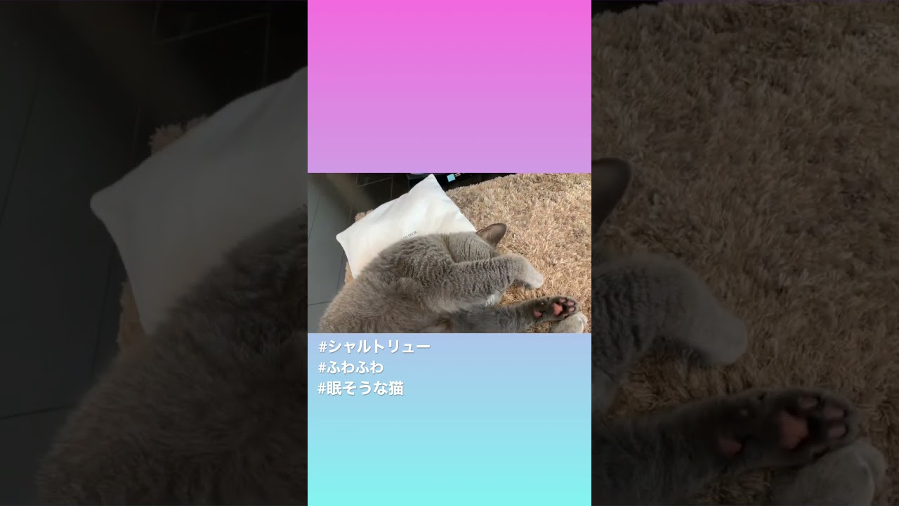 ふわふわの眠くてたまらないネコ【シャルトリュー】#short