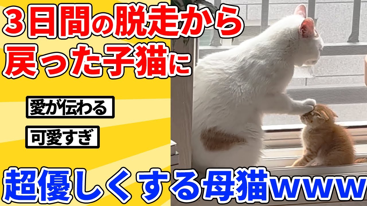 【2ch動物スレ】脱走から戻った子猫に優しくしまくる母猫ｗｗｗｗｗ