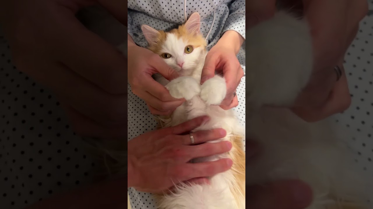 人形になった猫　#cat #ラガマフィン #ragamuffin #猫のいる暮らし