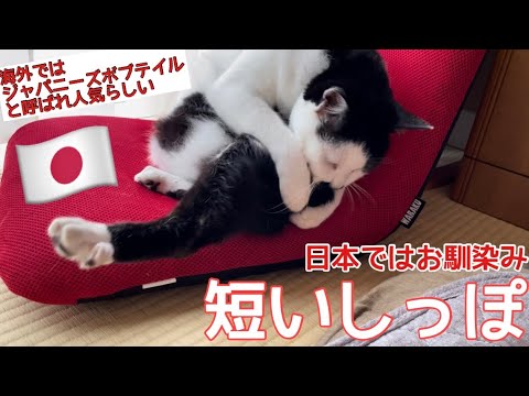 海外で人気らしい日本猫特有の短いぽんぽんしっぽの手入れも念入りにしていた動画を撮れた！#ジャパニーズボブテイル