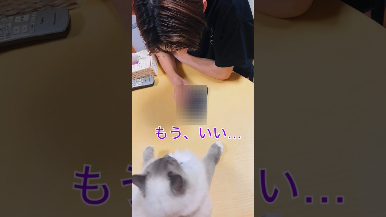 【anela】兄ちゃんとは仲良く出来ません#ラグドール #cat #shorts