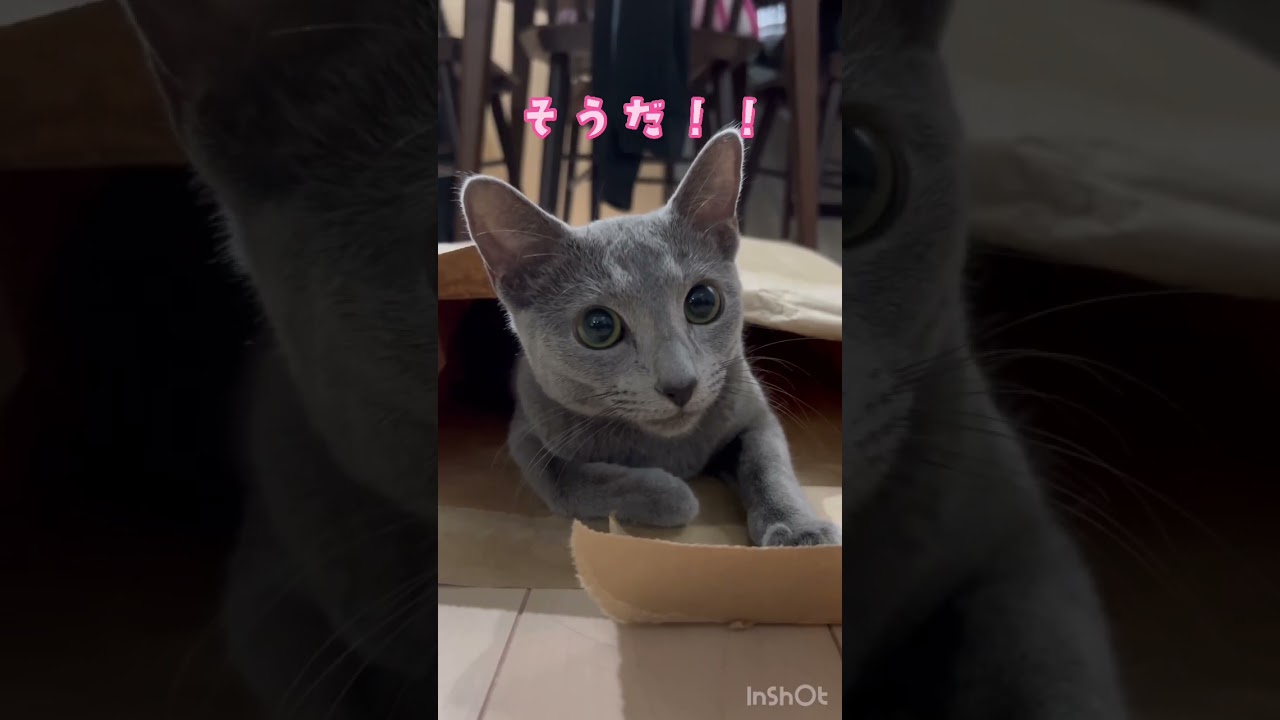 ナンダぐりダヨ　#Shorts #ロシアンブルー　#ねこ　#ねこ動画　#cat #猫　#Russianblue