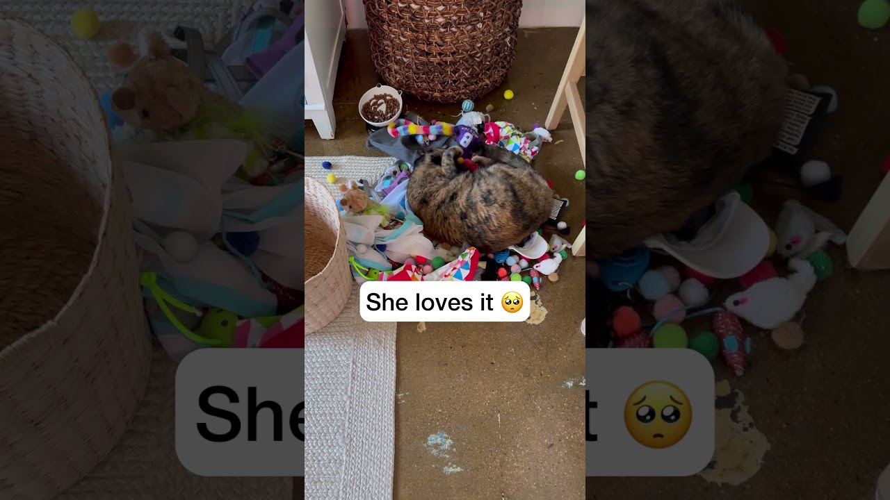 Libby is OBSESSED 😻 #catmanjohn #tortiethursday #libbythecat